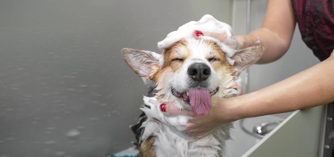 A Guide to Deciding How Often Your Dog Should Be Bathed Eurovets